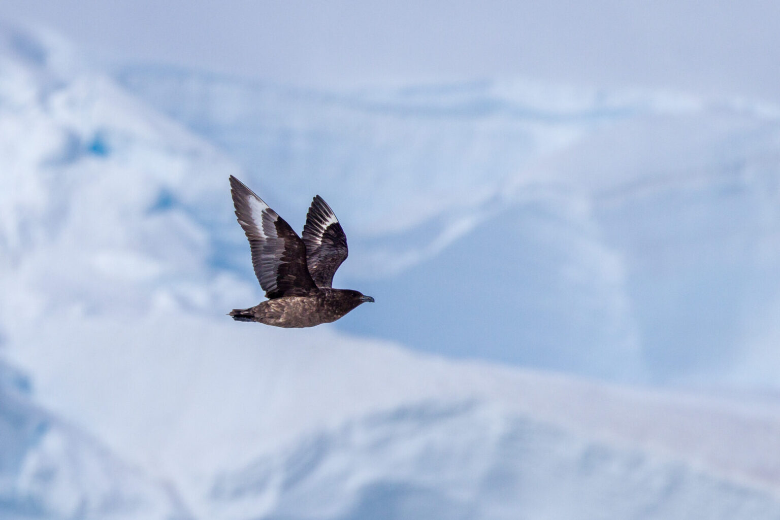 Brown Skua Threatens the Chinstrap Colony