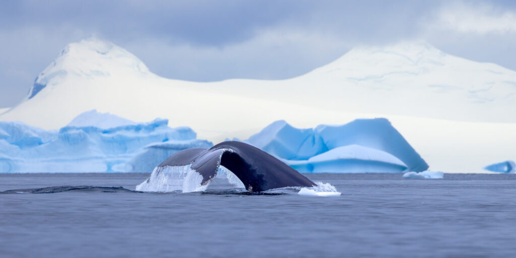 Charlotte Bay Whale Tales with Ice Backdrop