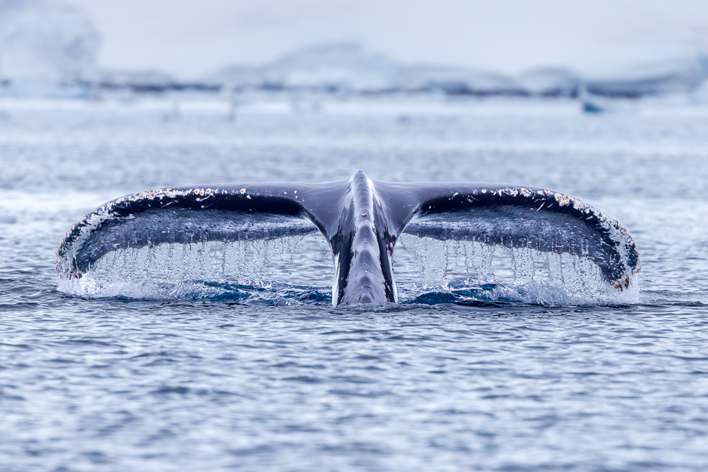 Charlotte Bay Whale Tales 1