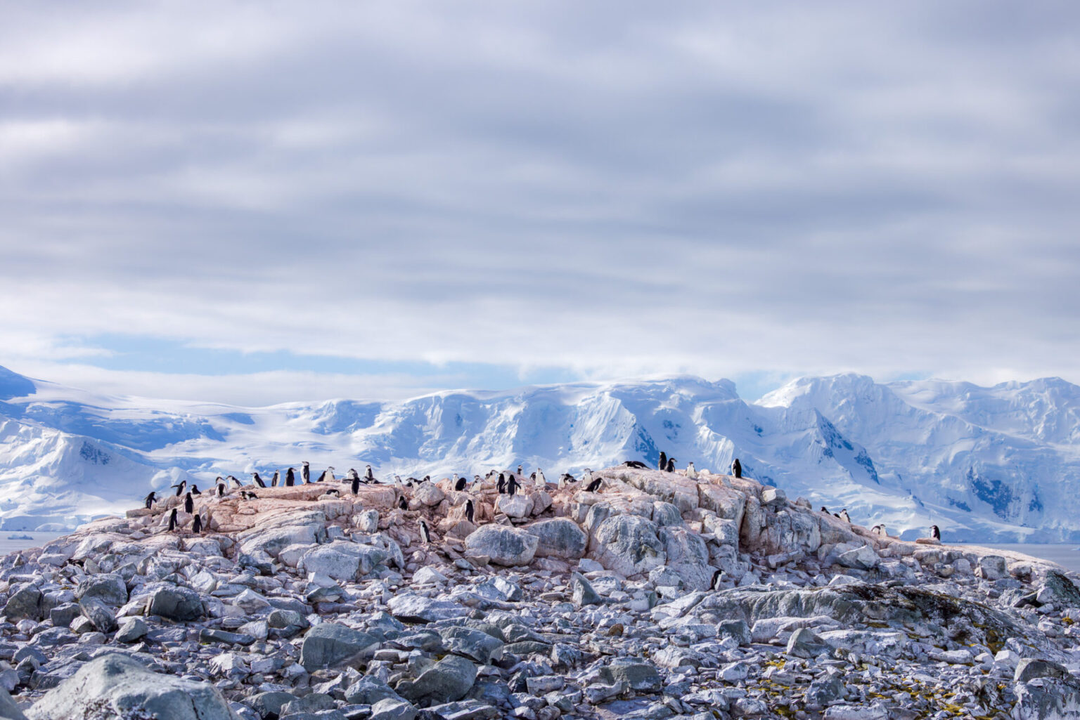 Chinstrap Penguin Colony on Palaver Point