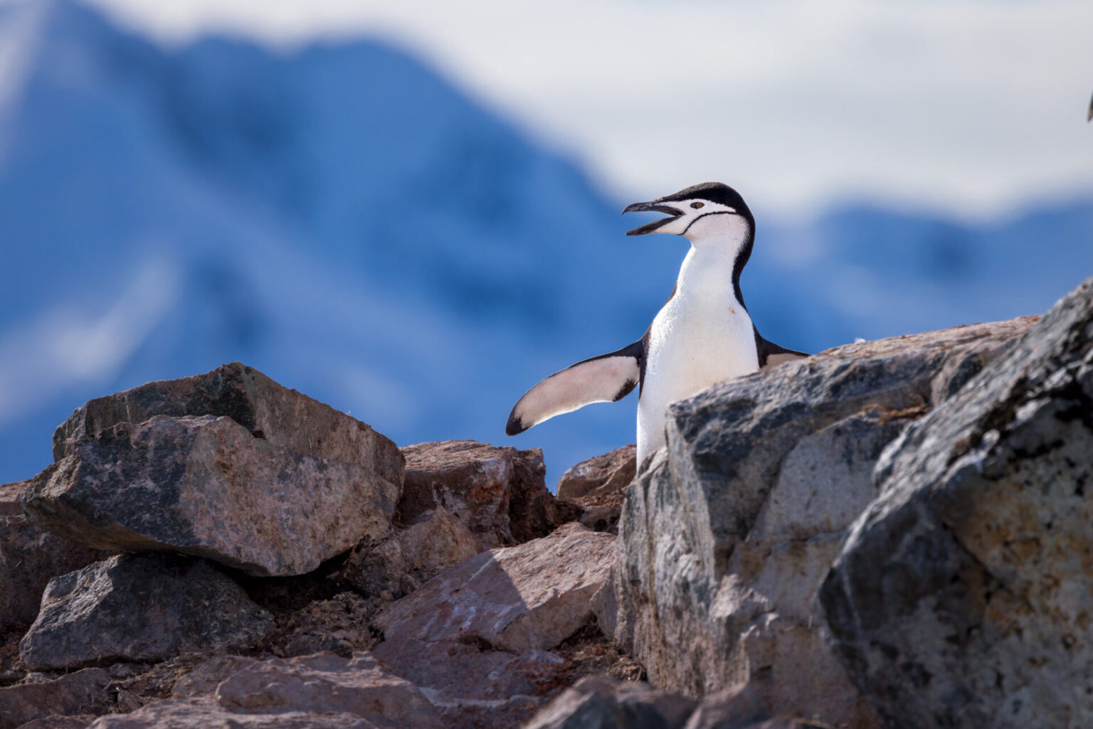 Chinstrap Penguin Portrait