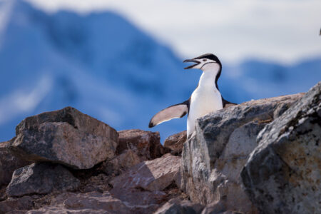Chinstrap Penguin Portrait