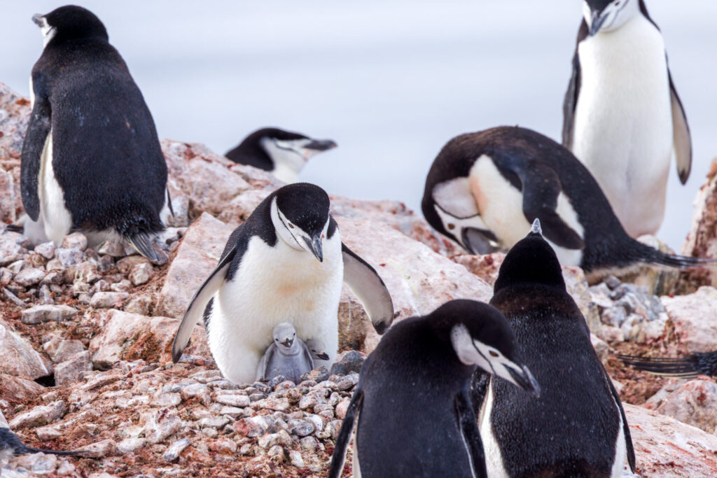 Chinstrap with Two Chicks