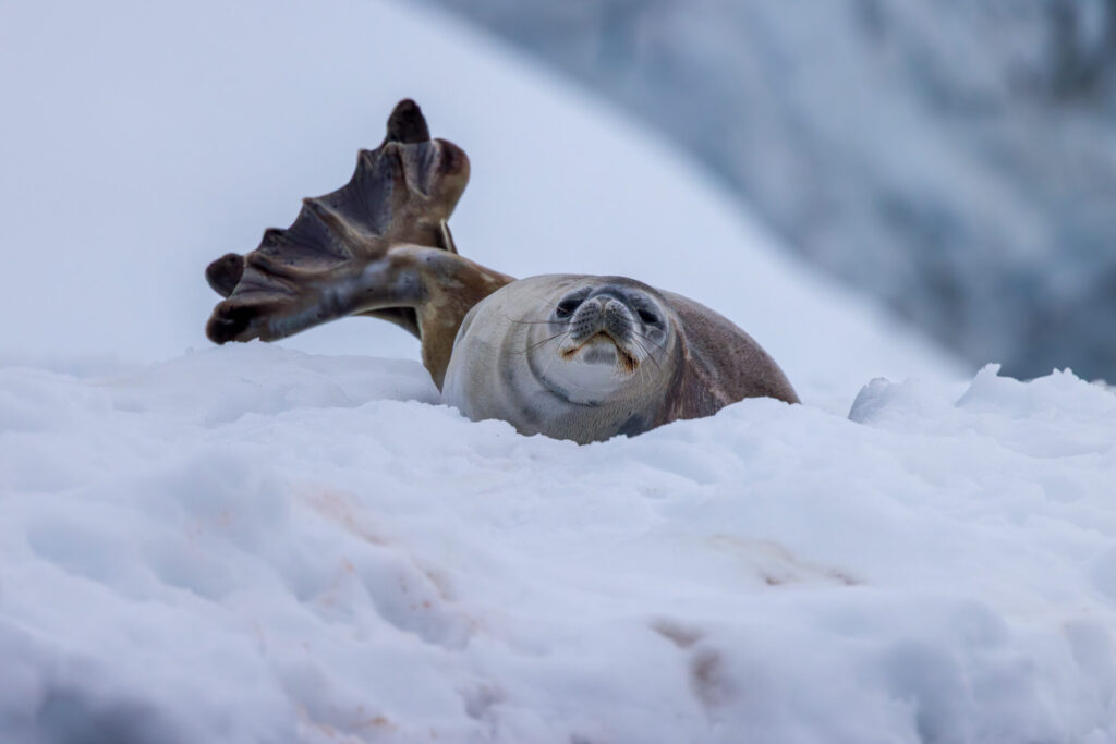 Crabeater Seal with Huge Flippers