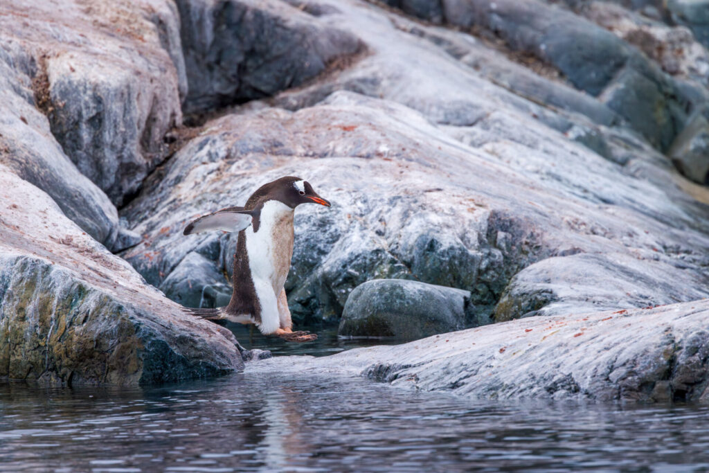 Gentoo Penguin Jumping