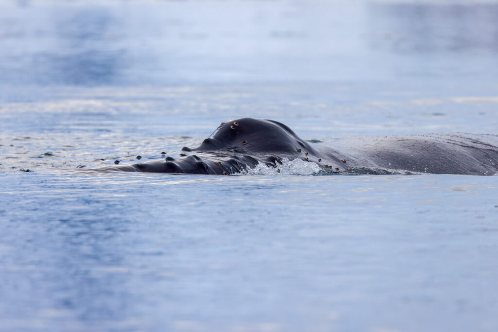 Humpback Whale Blow Hole View