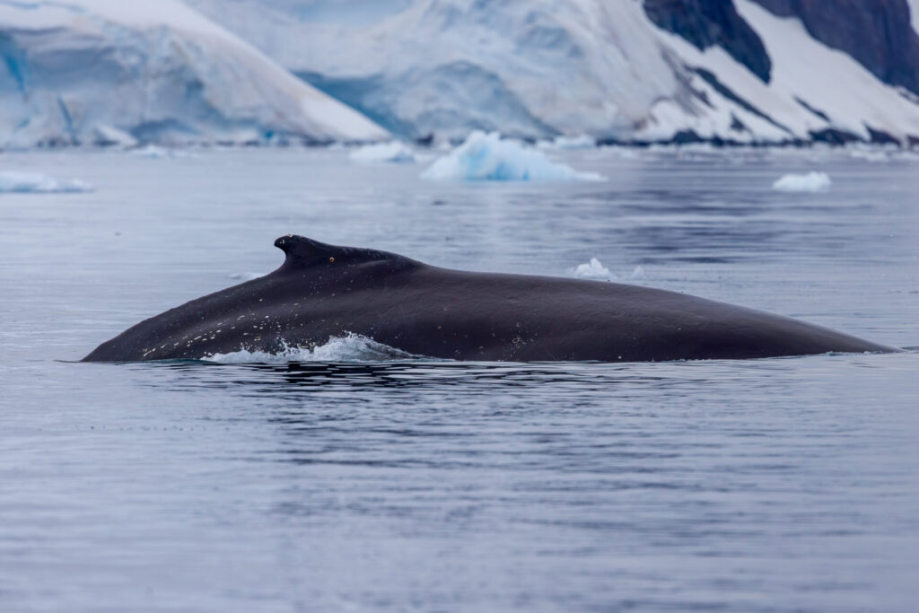 Humpback Whale Full Body