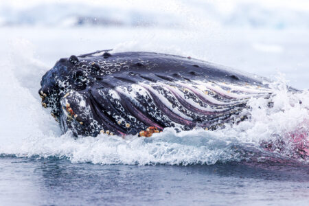 Humpback Whale Lunge Feeding
