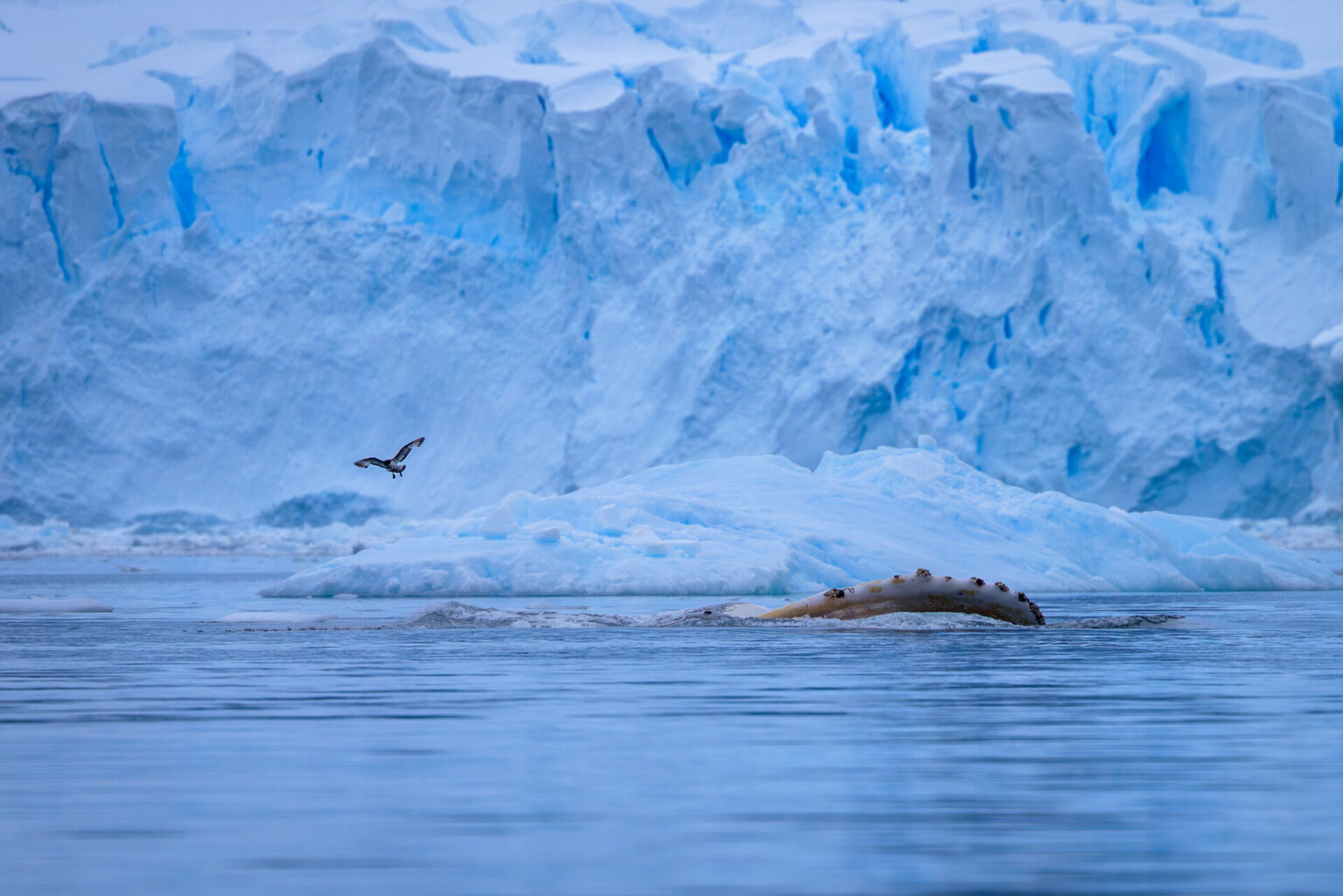 Humpback Whale Rolling