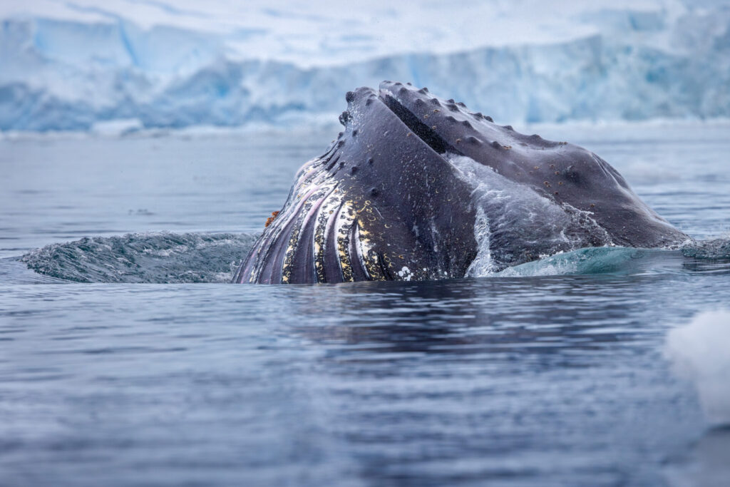 Humpback Whale Sticking Head Up