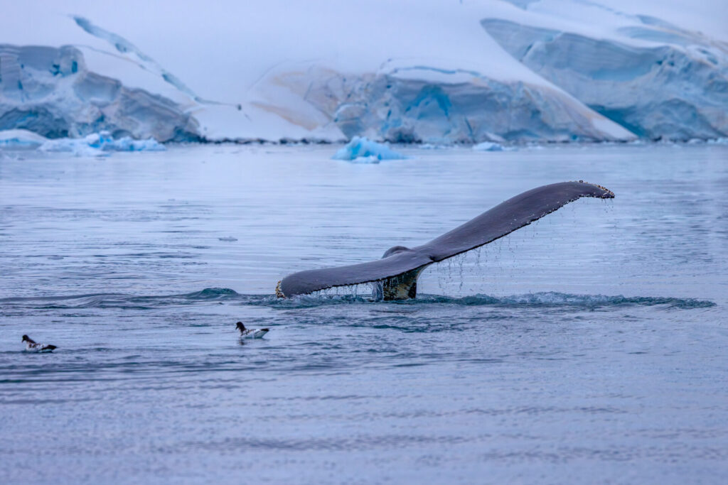 Humpback Whale Tail 1