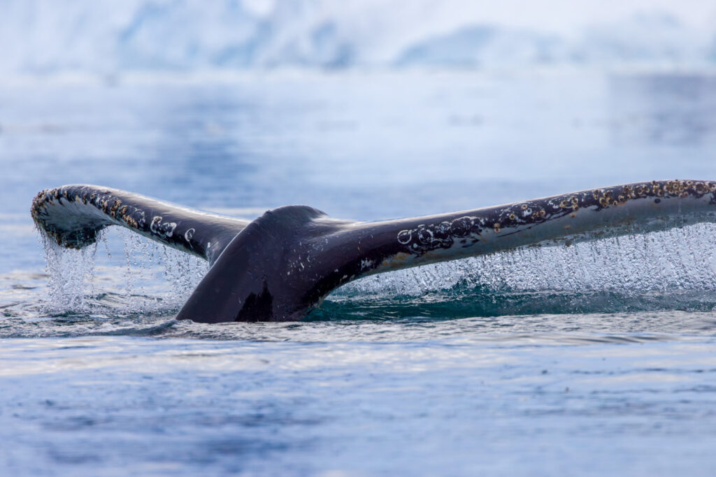 Humpback Whale Tail 2