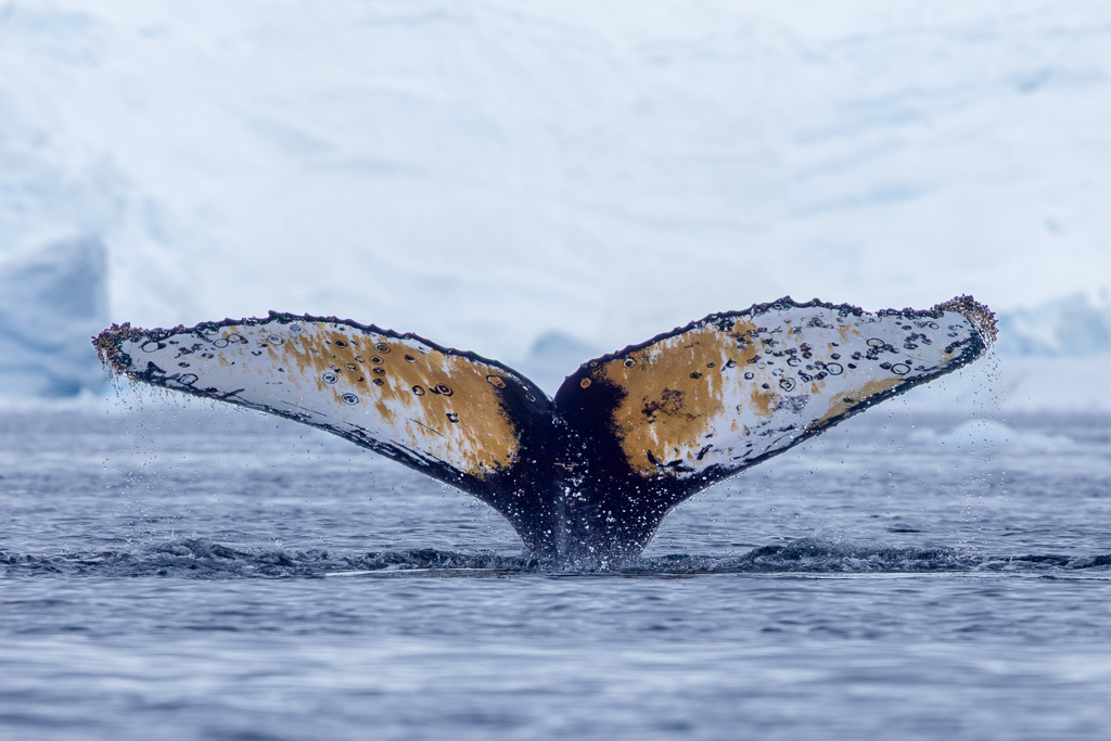 Charlotte Bay Whale Tales 2