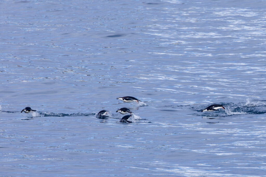 Penguins Porpoising off Palaver Point