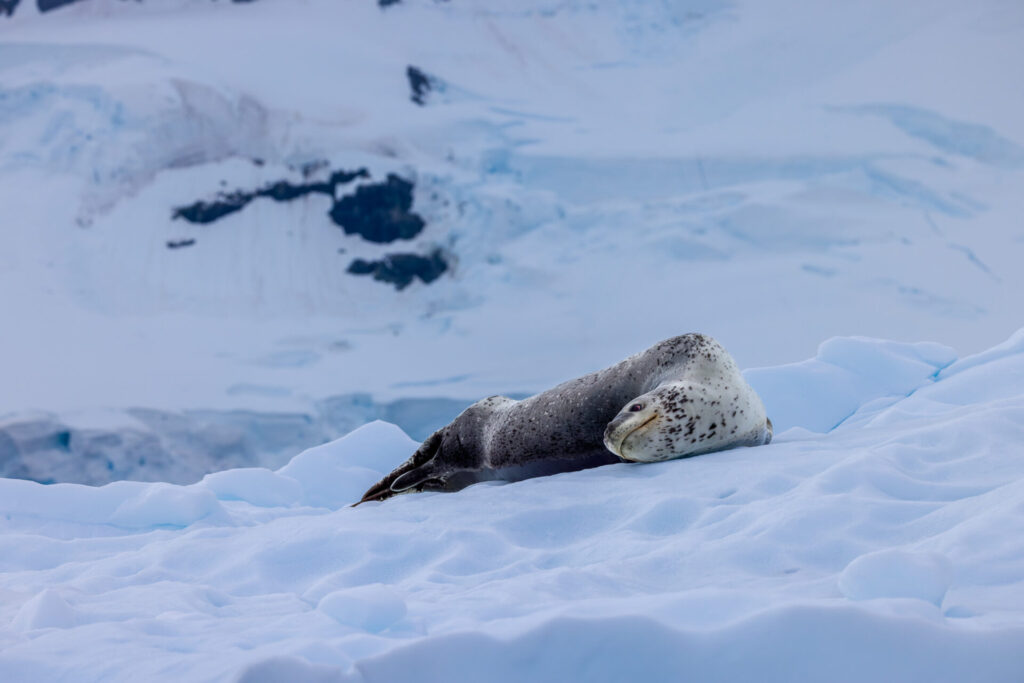 Weddell Seal at Paradise Bay
