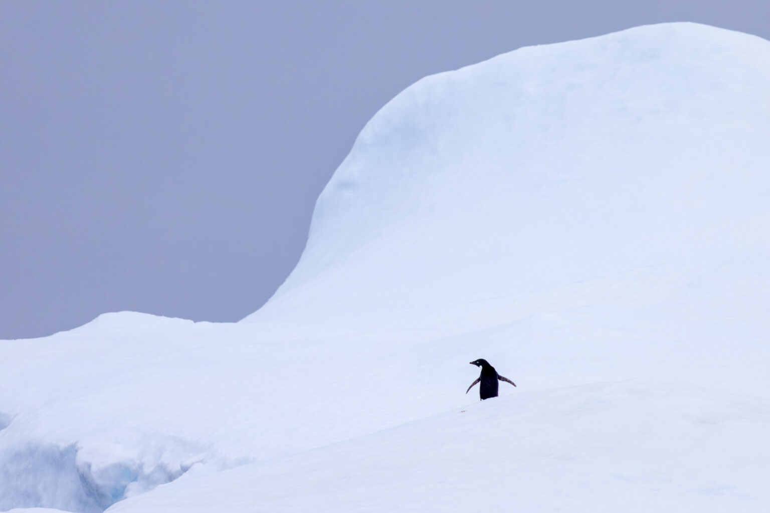 Adélie in the Ice Pack