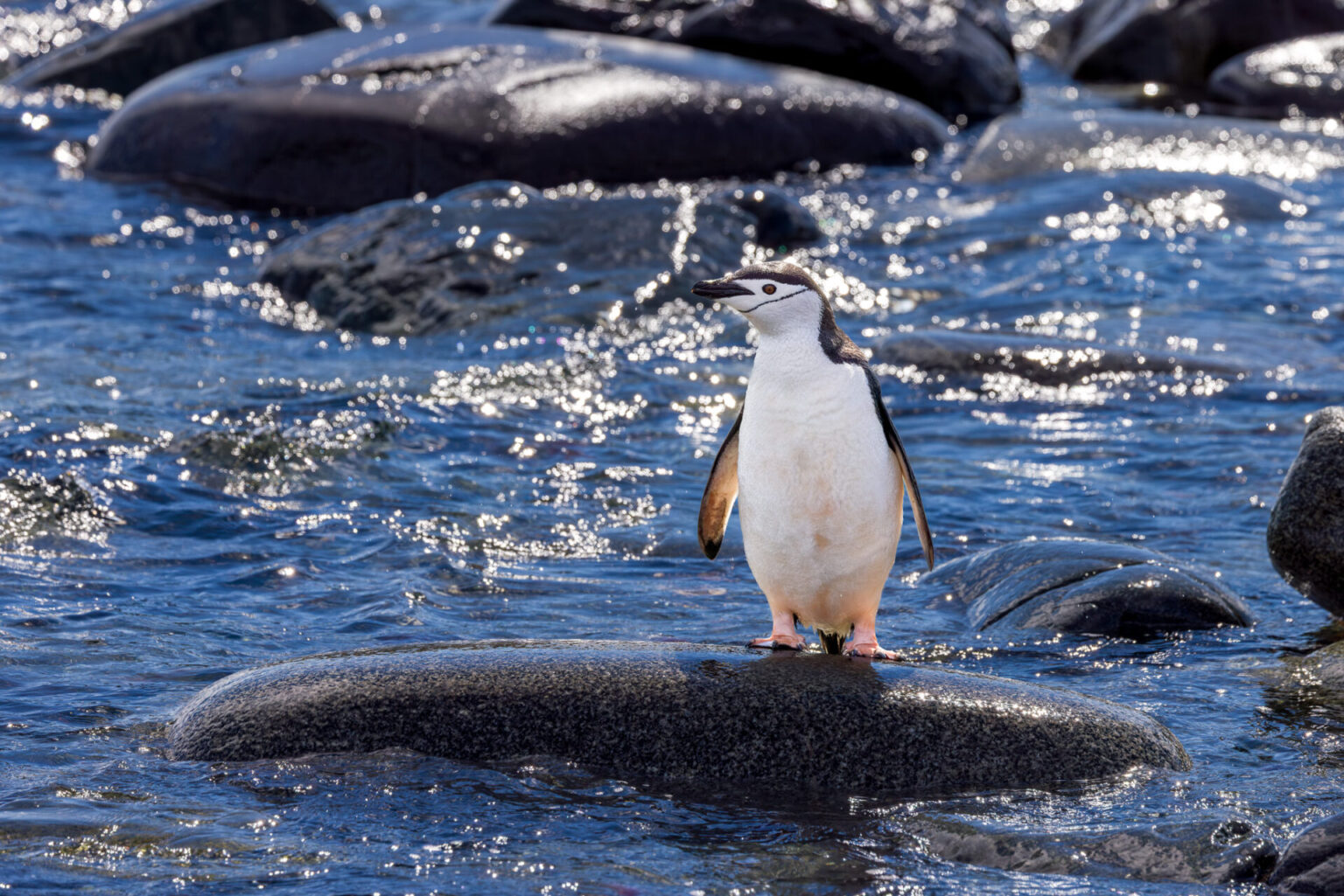 Chinstrap Penguin at the Shore