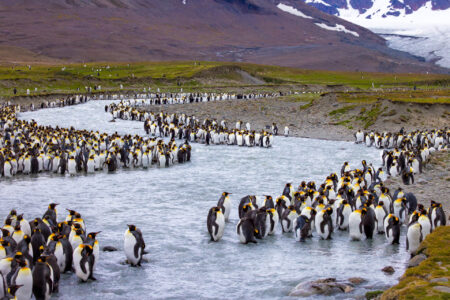 King Penguins of South Georgia Fine Art Photographic Print