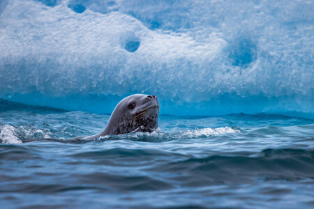 Leopard Seal Serenade Fine Art Photographic Print