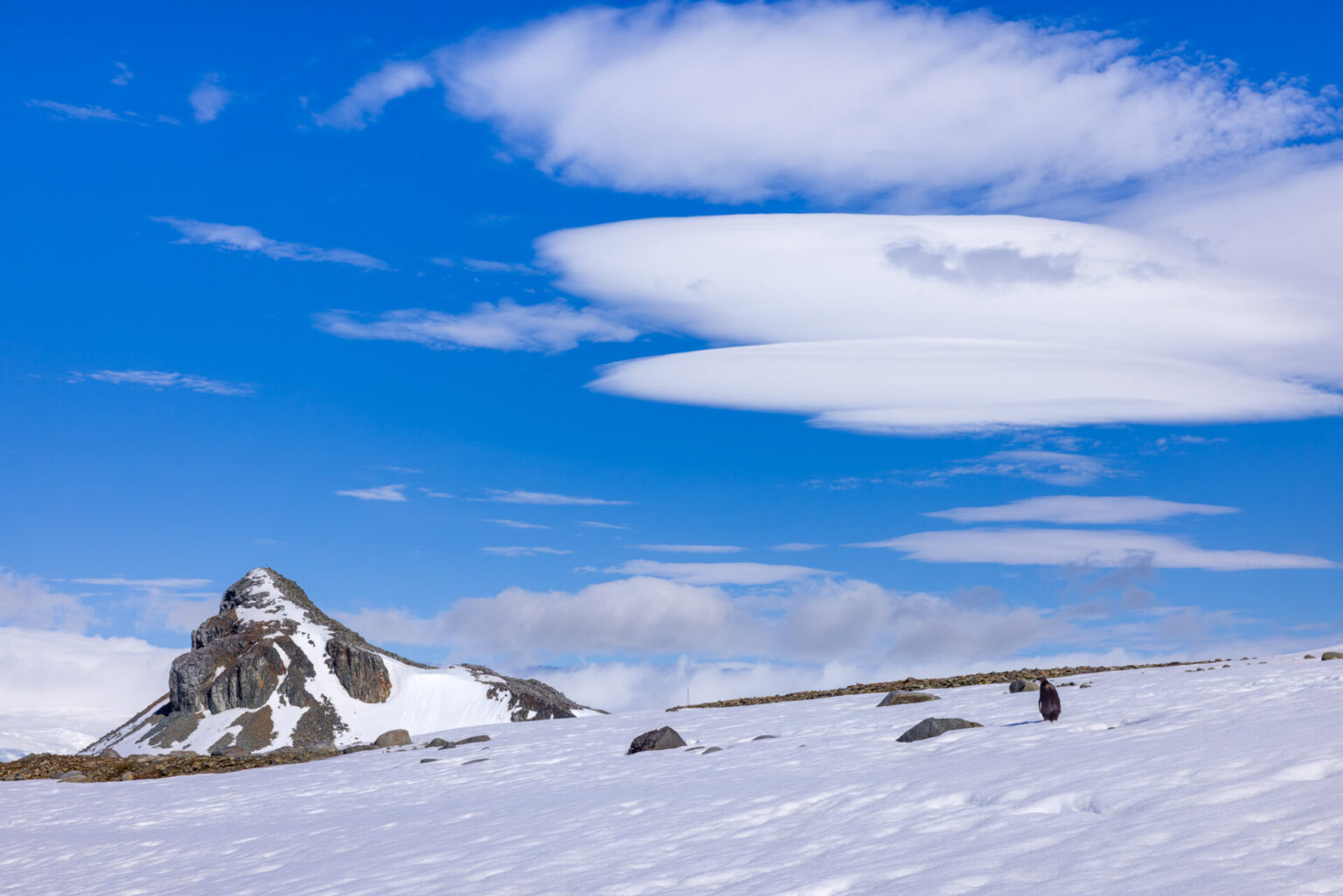 Penguin Admires Lenticular Clouds