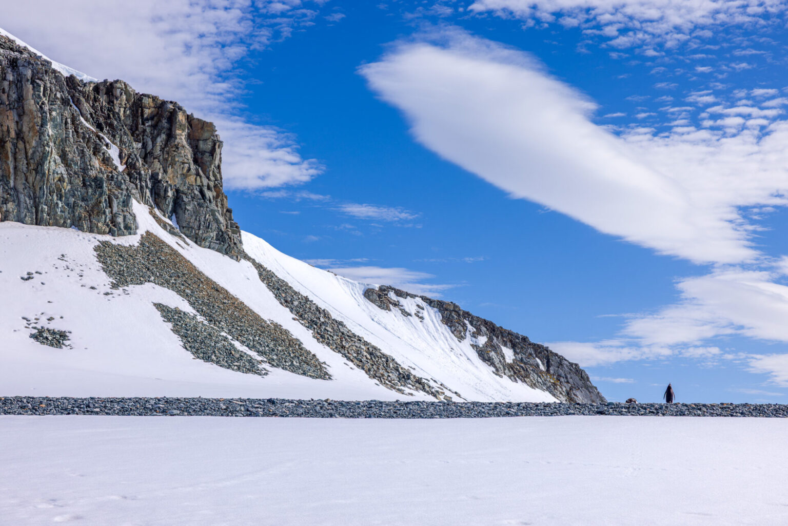 Penguin Staring at Cloud