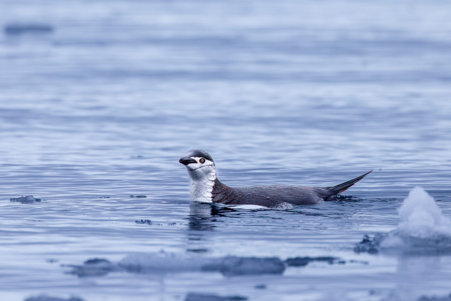 Penguin in the Icy Water