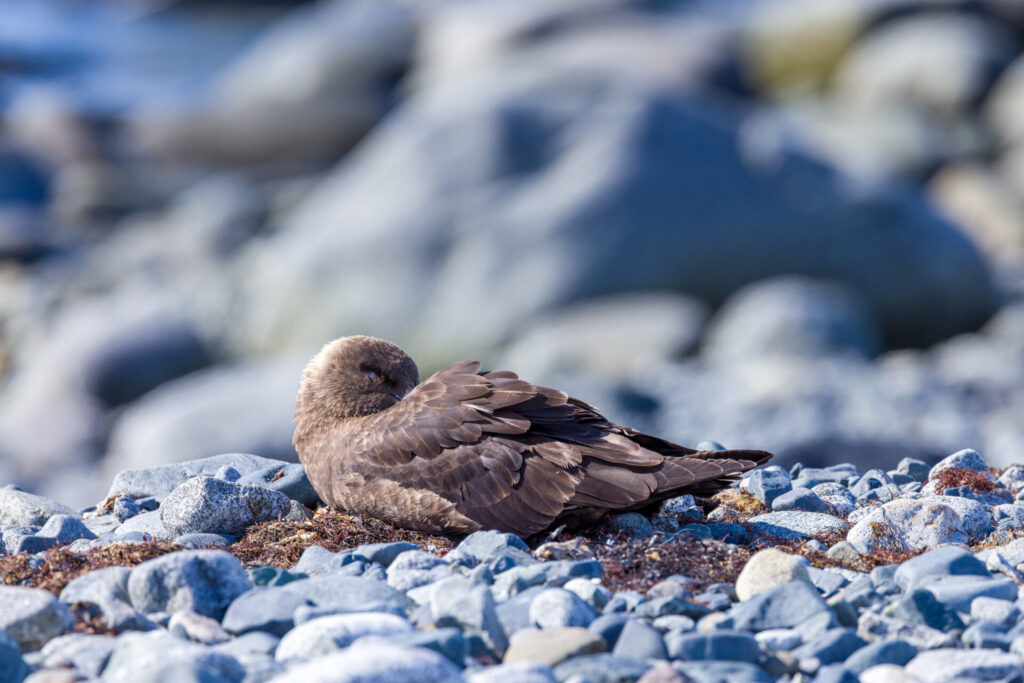 South Polar or Brown Skua