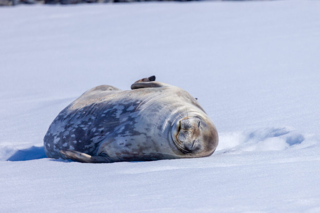 Weddell Seal on Ice