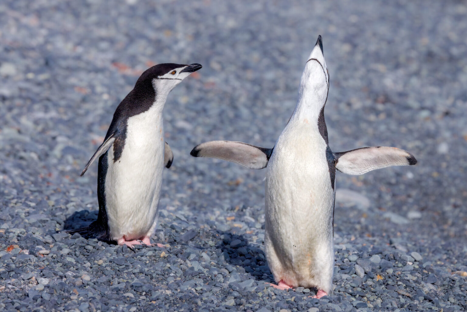 Welcomed with Open Flippers