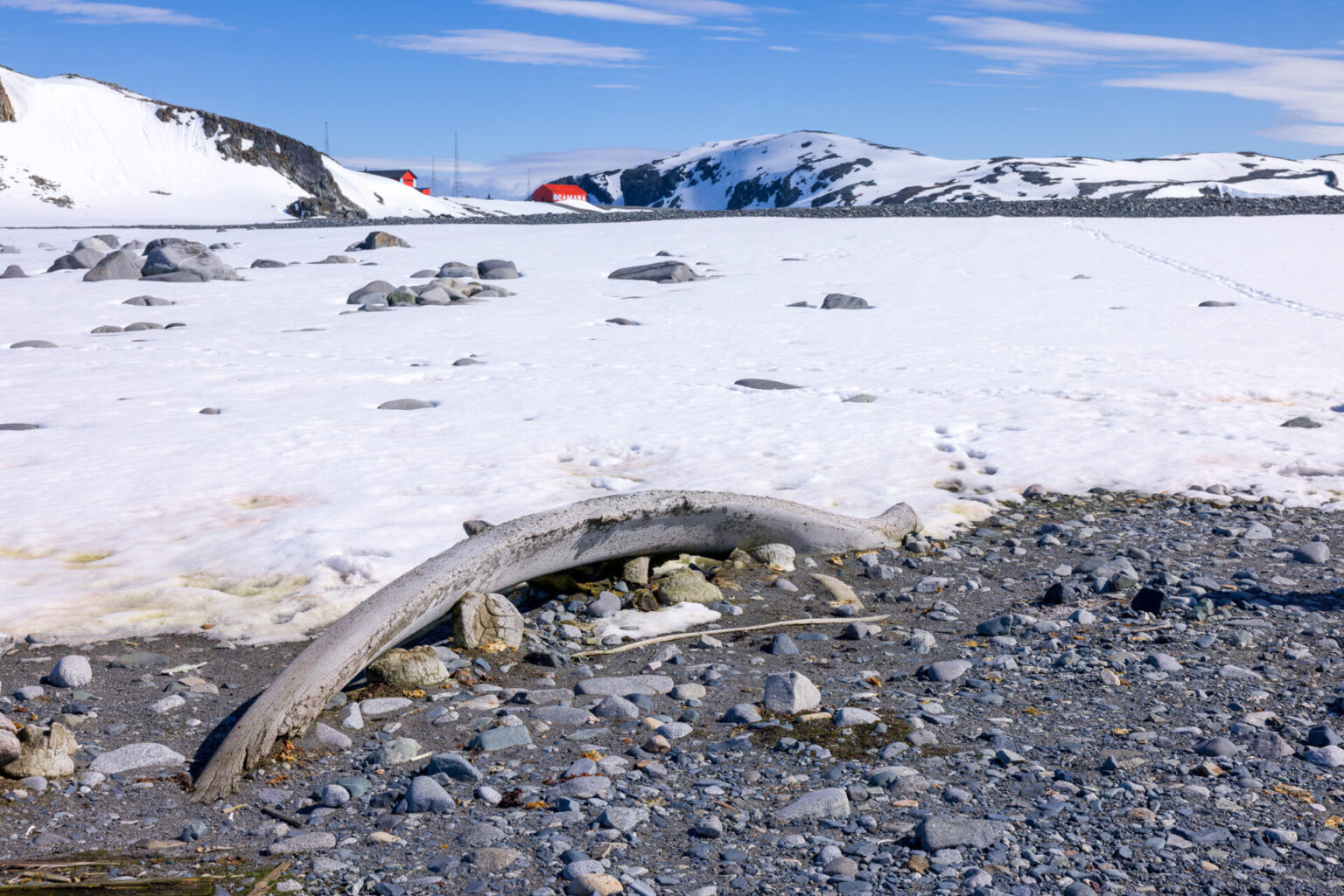 Whale Bone on Half Moon Island
