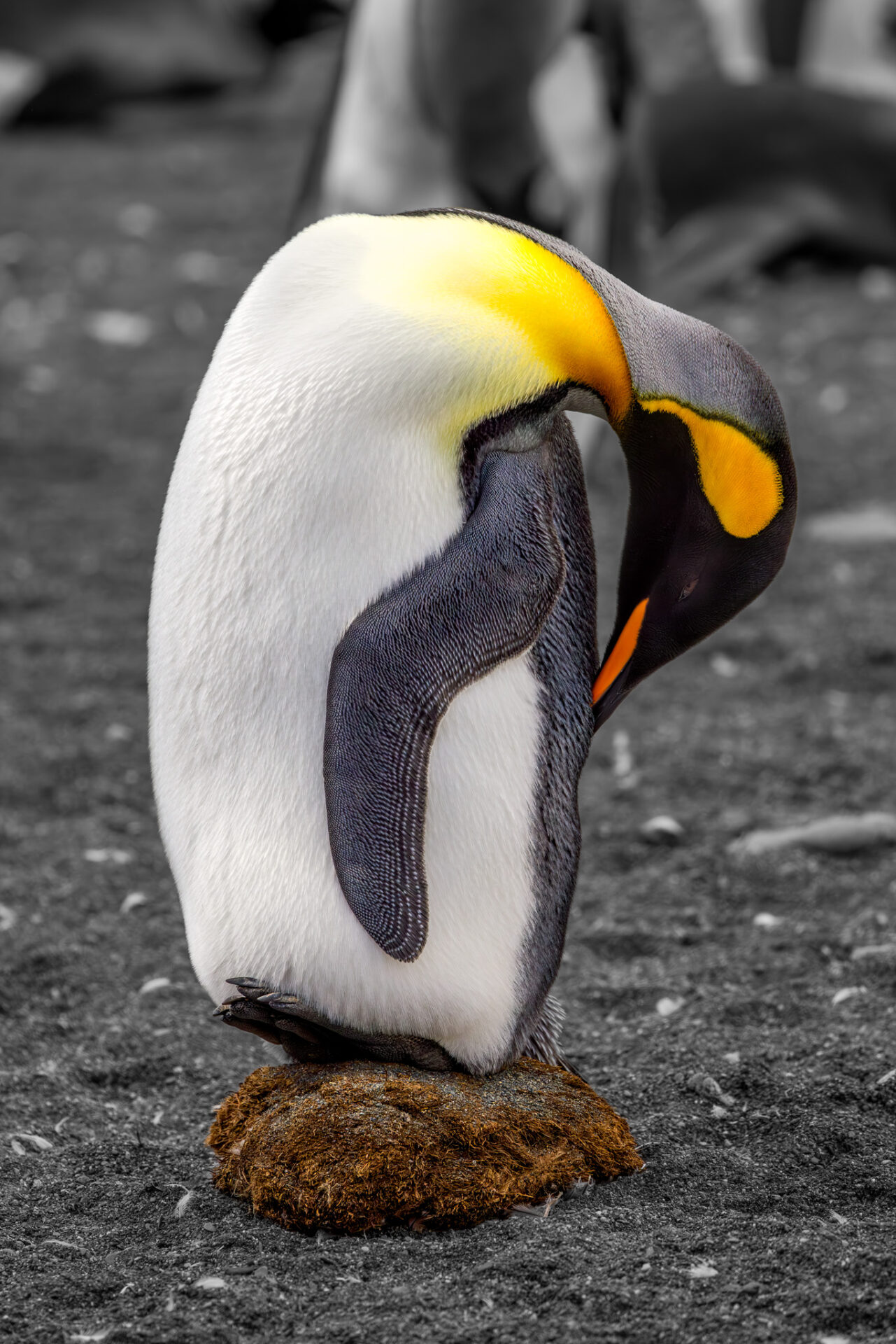 Balancing Penguin