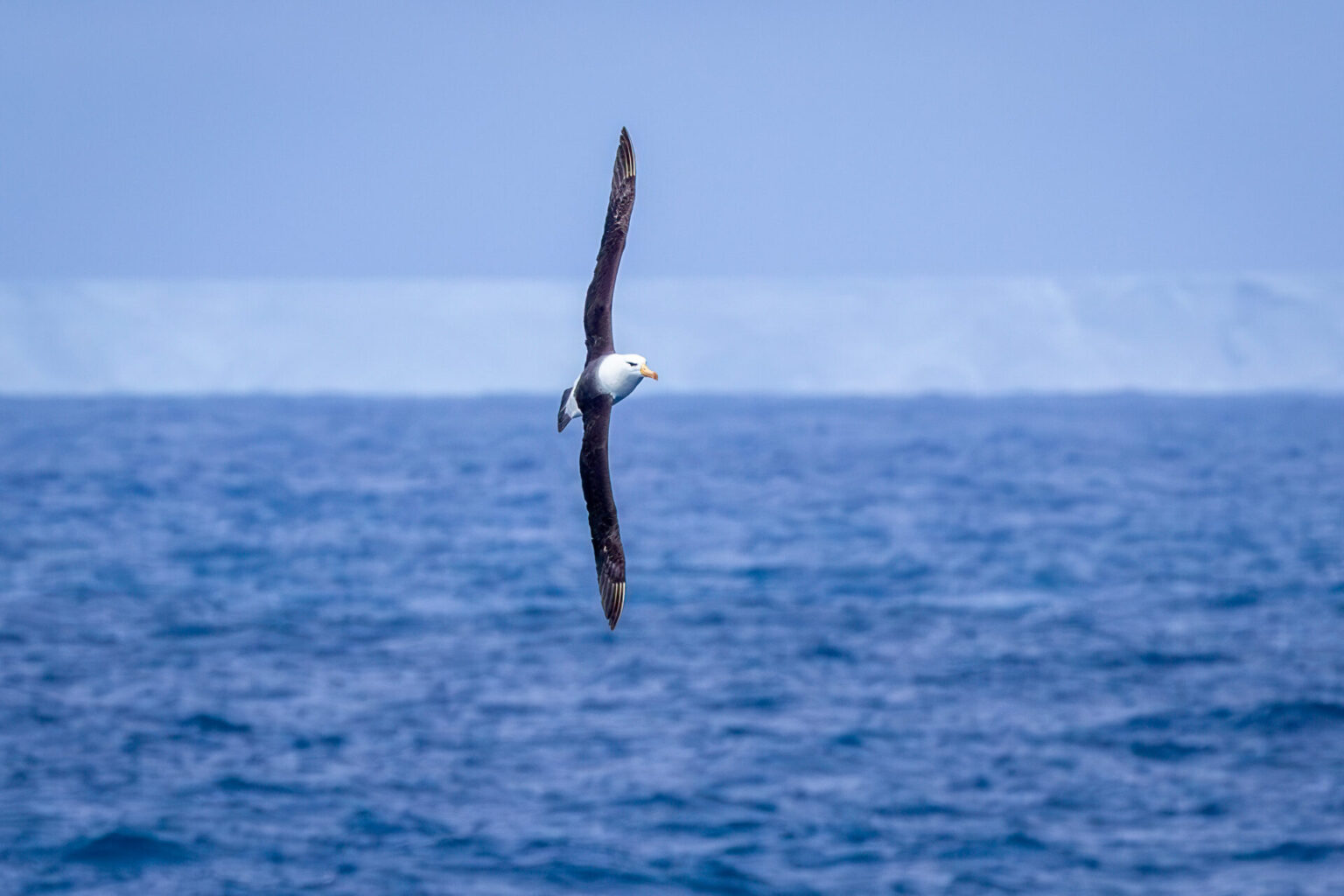 Black-browed Albatross in Front of B-15AB