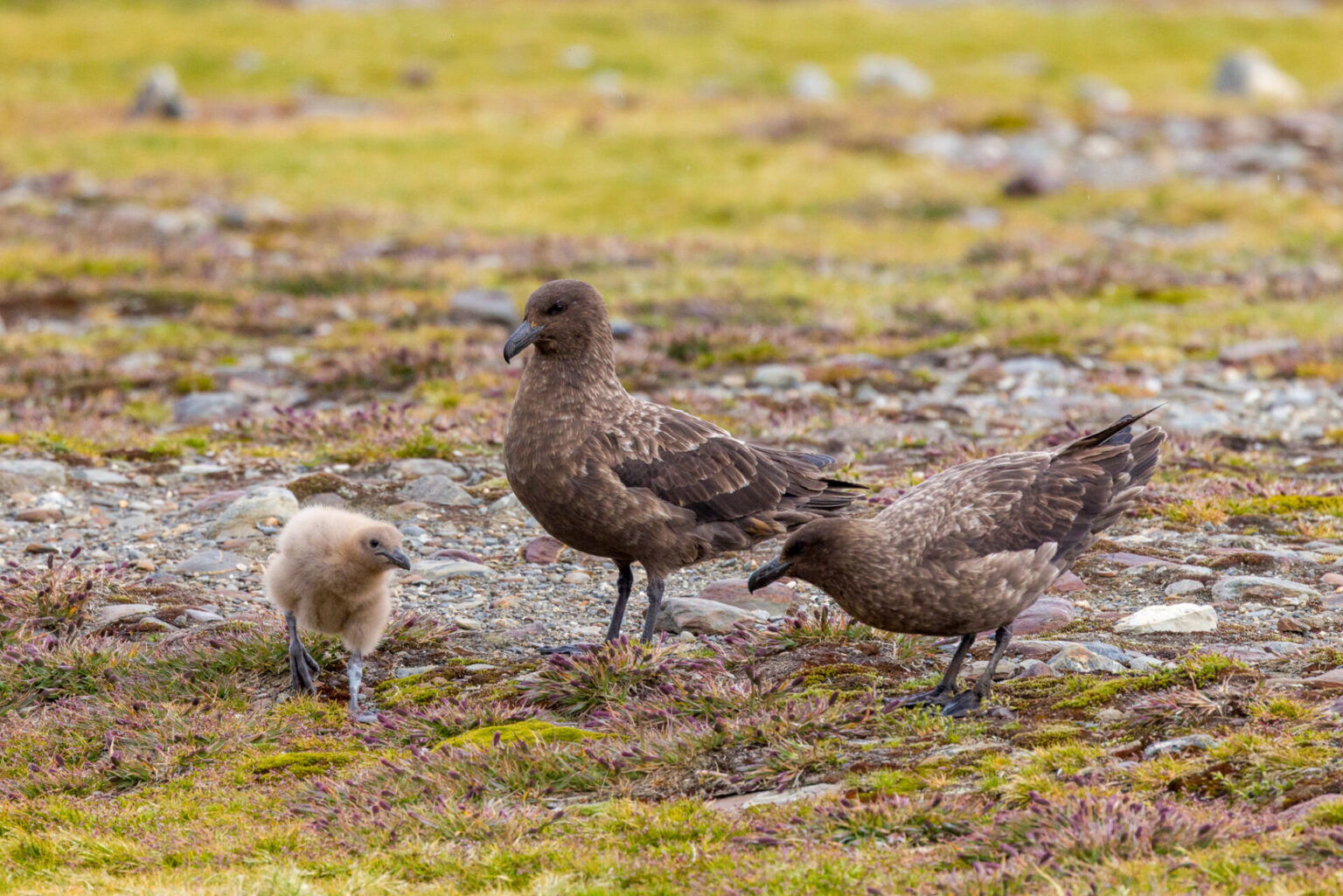 Brown Skuas with Chick