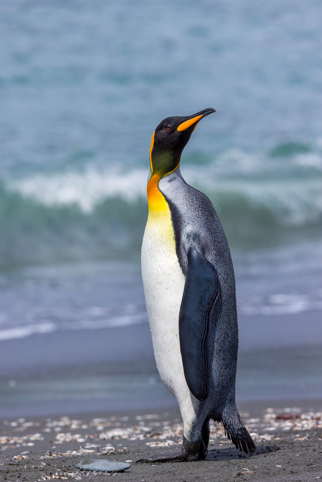 By the Surf