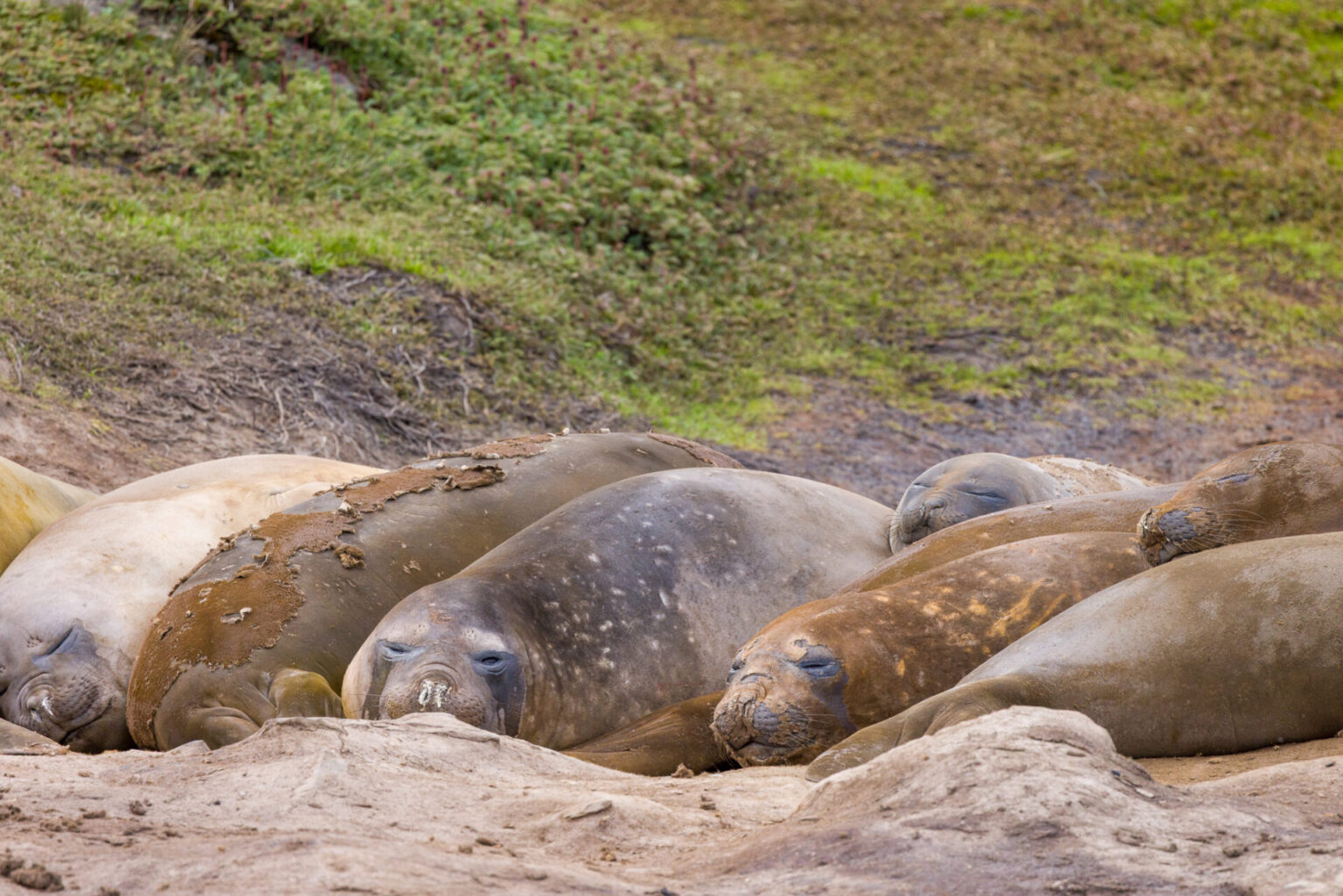 Elephant Seals