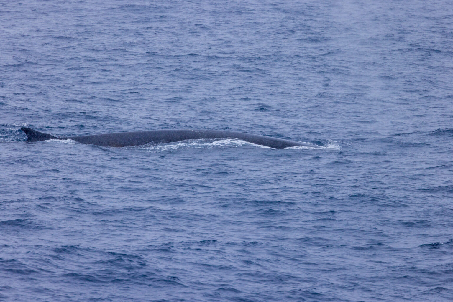 Fin Whale