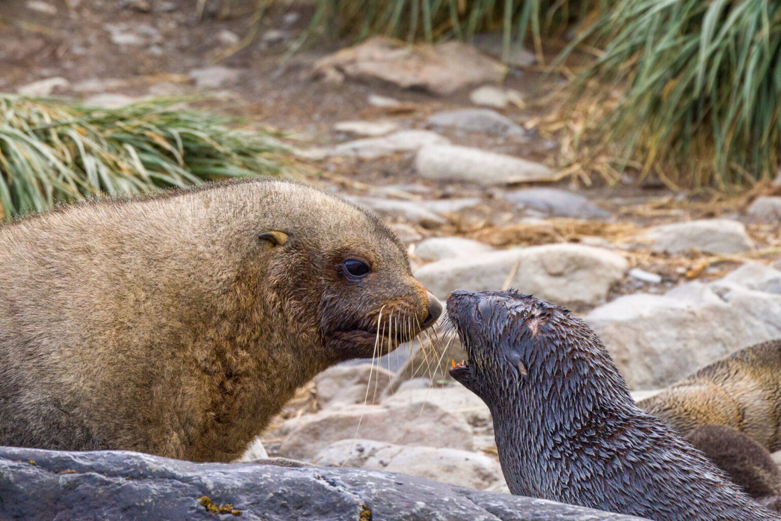 Fur Seal and Her Pup