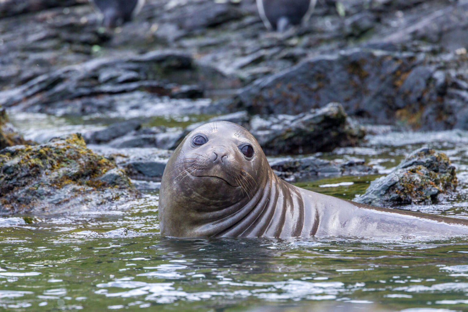 Fur Seal in the Water