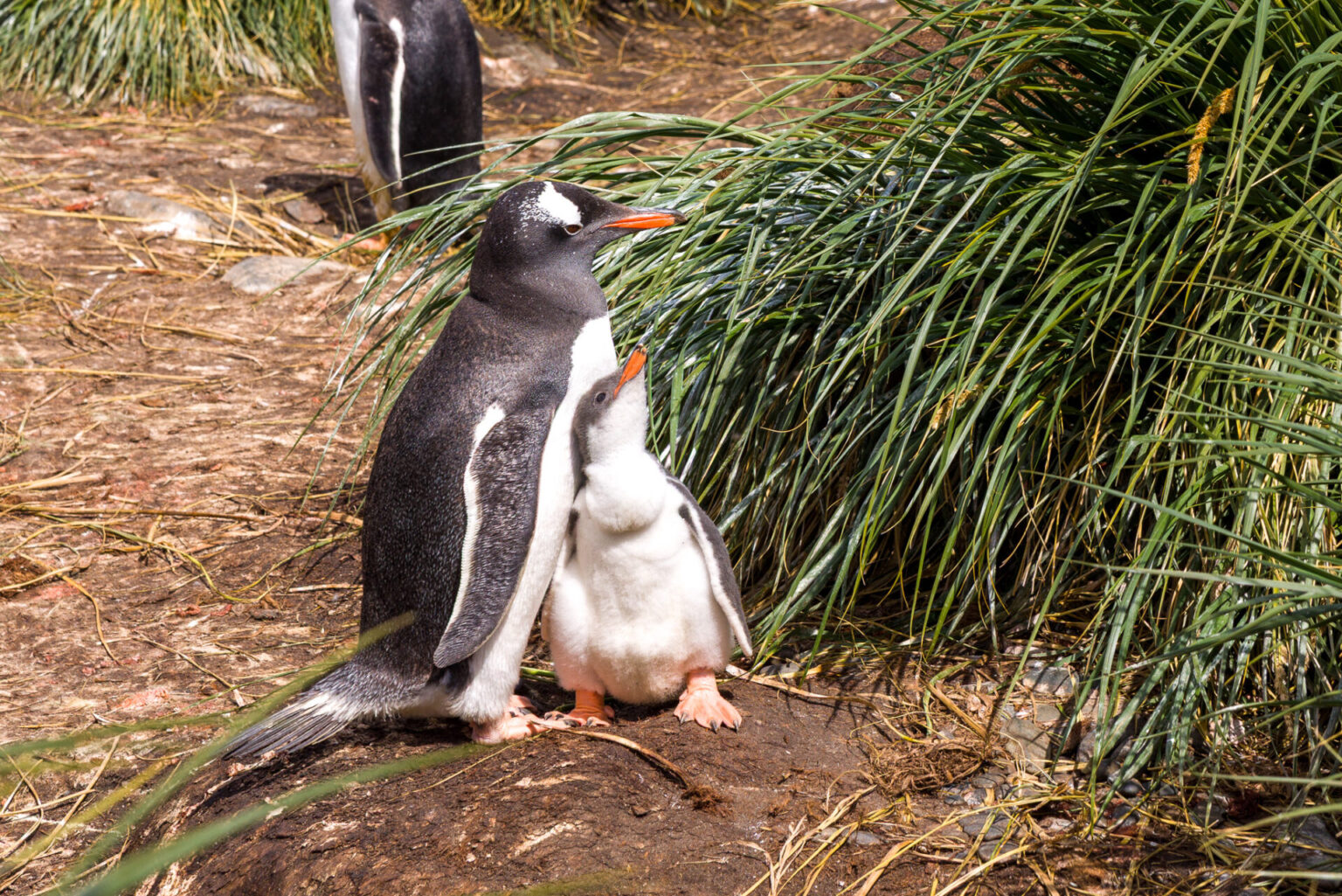 Gentoo Penguin and Her Chick
