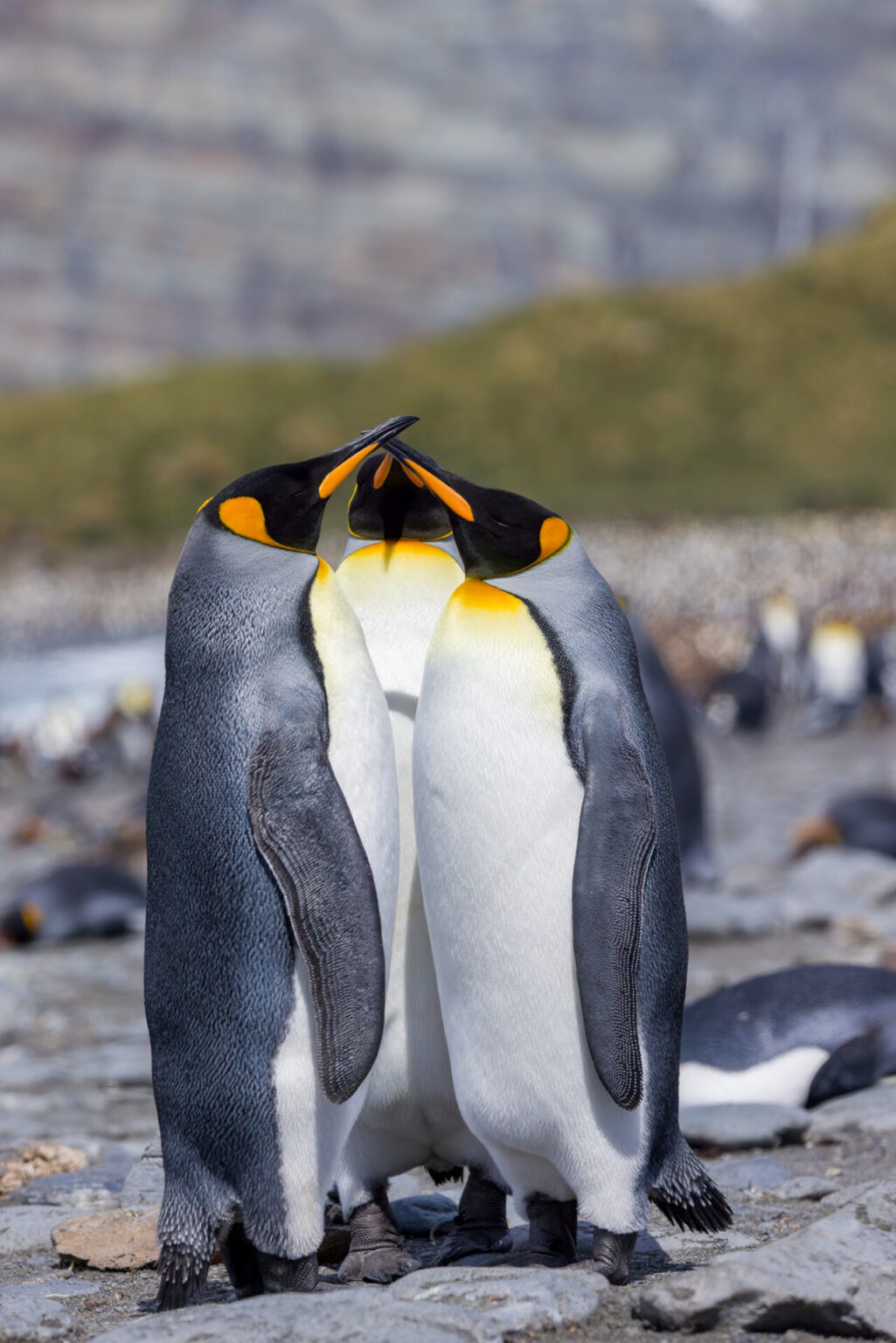 King Penguin Huddle