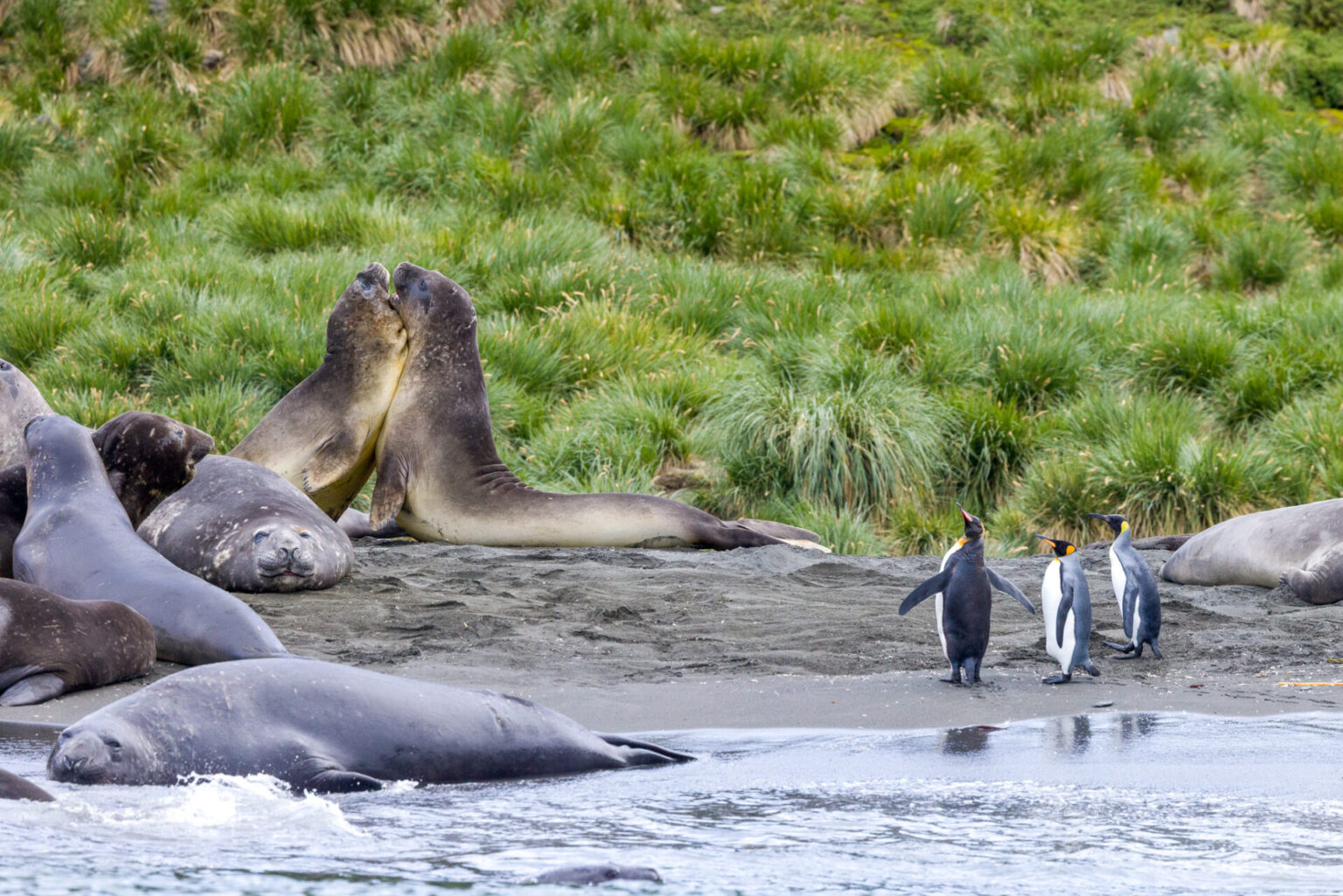 King Penguins Watching Elephant Seals Fight