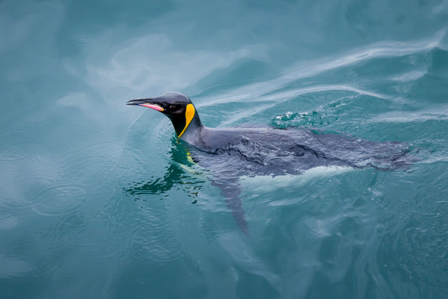 King Penguin in the Water
