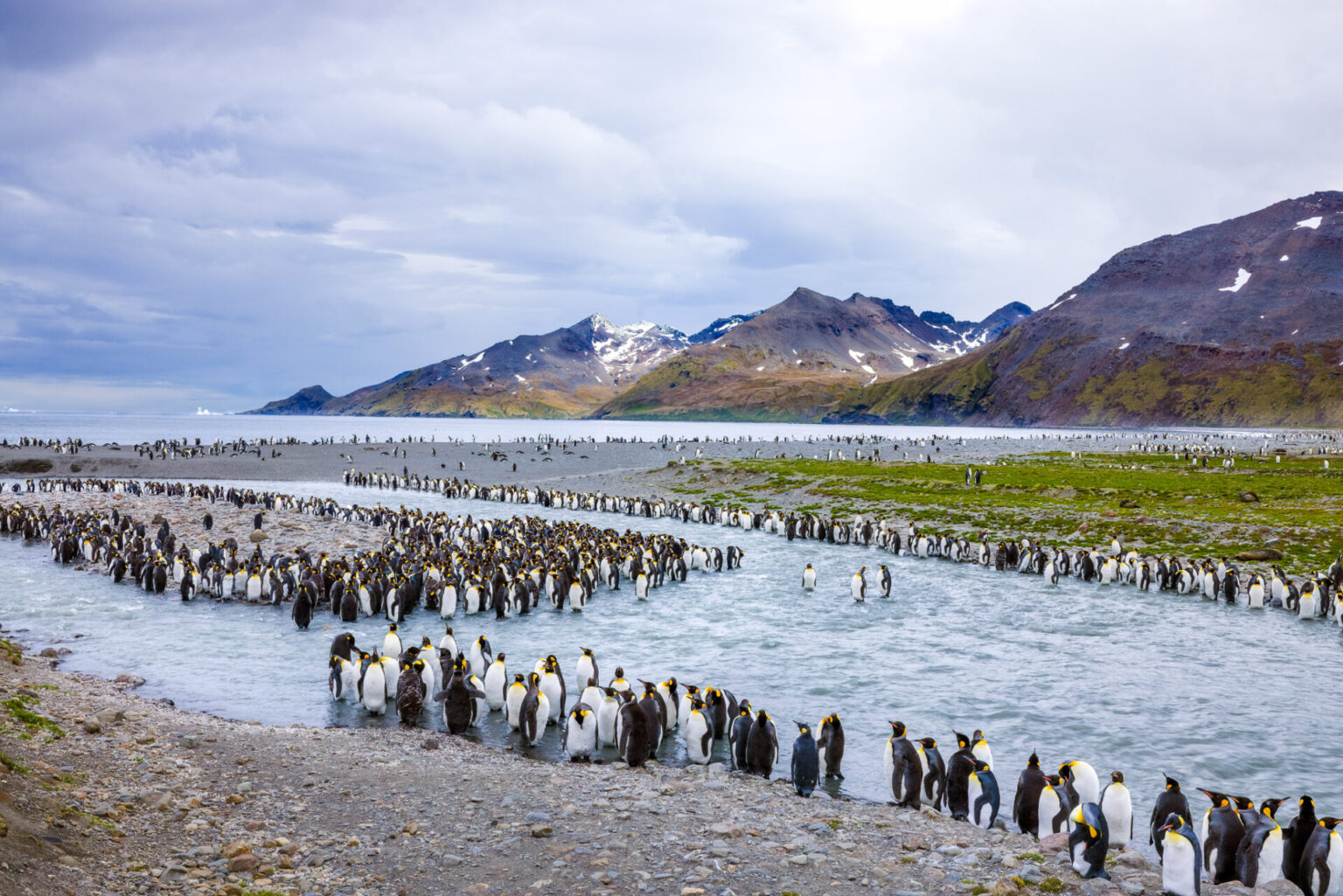 King Penguins Along the River