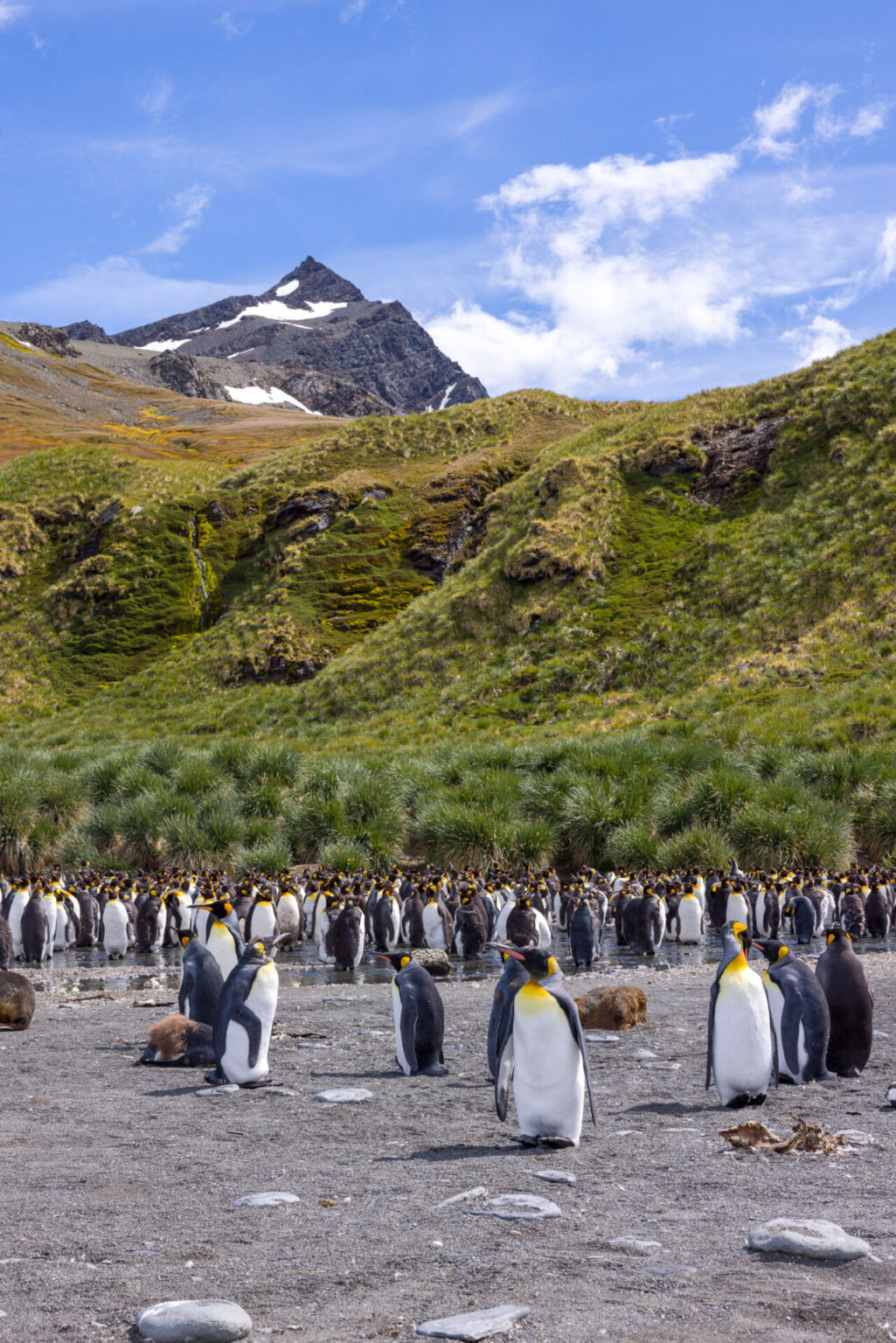 King Penguins Below the Mountain