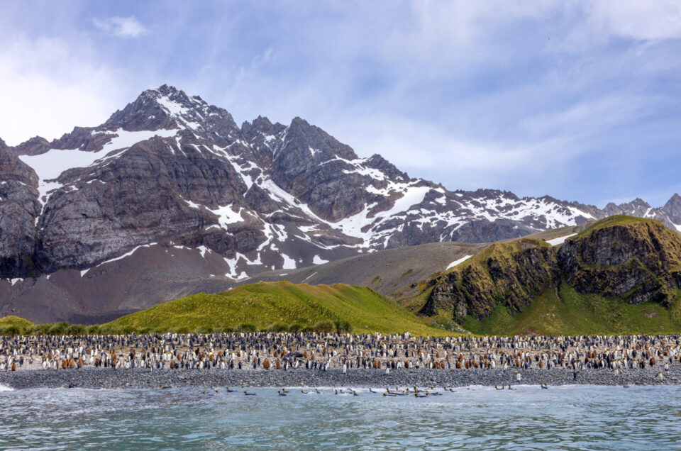King Penguins on the Beach