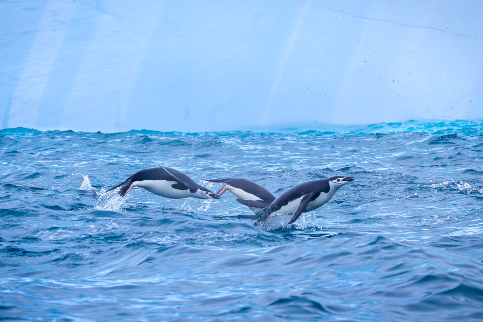 Leaping Penguins by the Ice