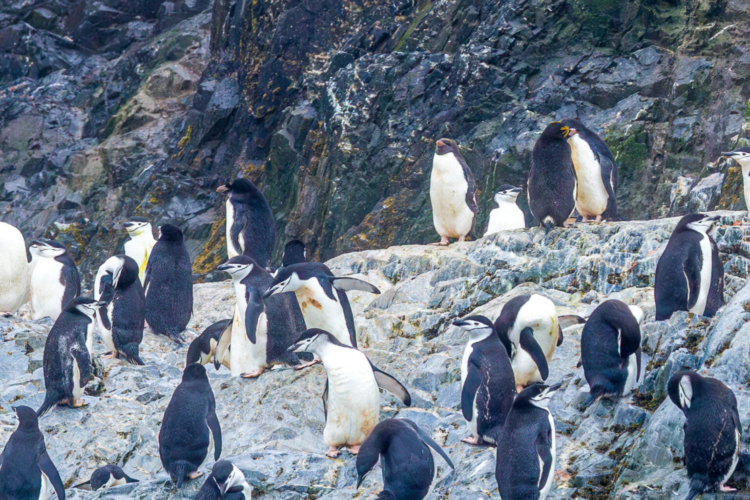 Macaroni Penguins First Sighting