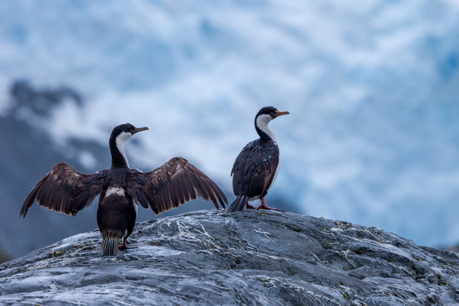 Pair of Antarctic Shags