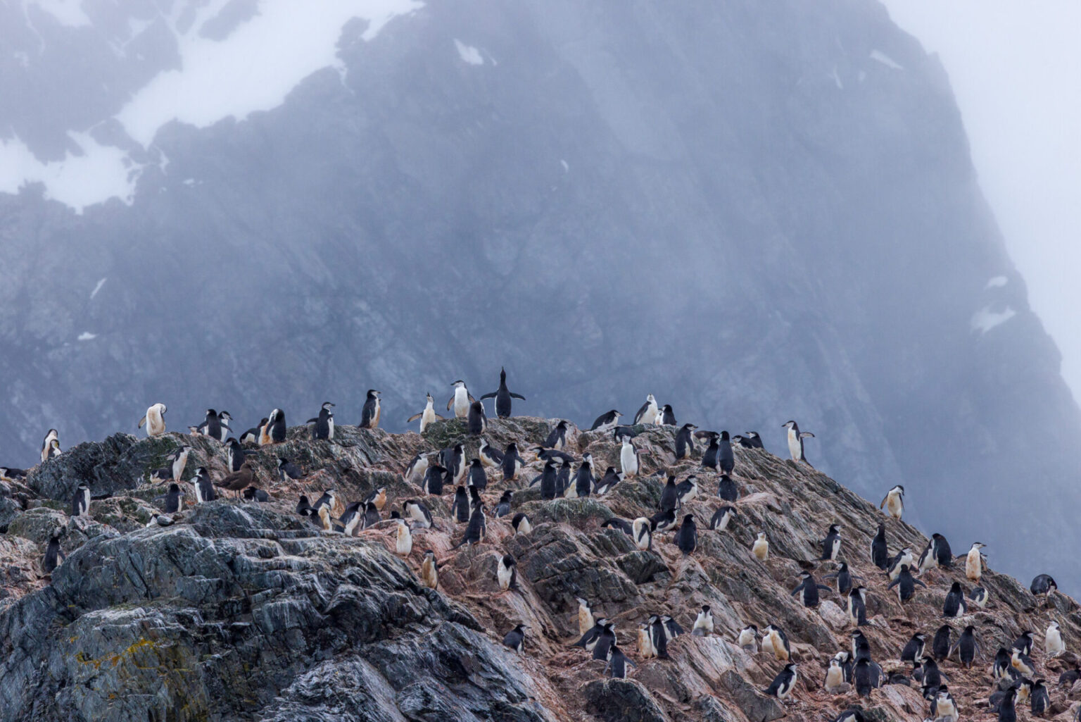 Penguins at Highest Point