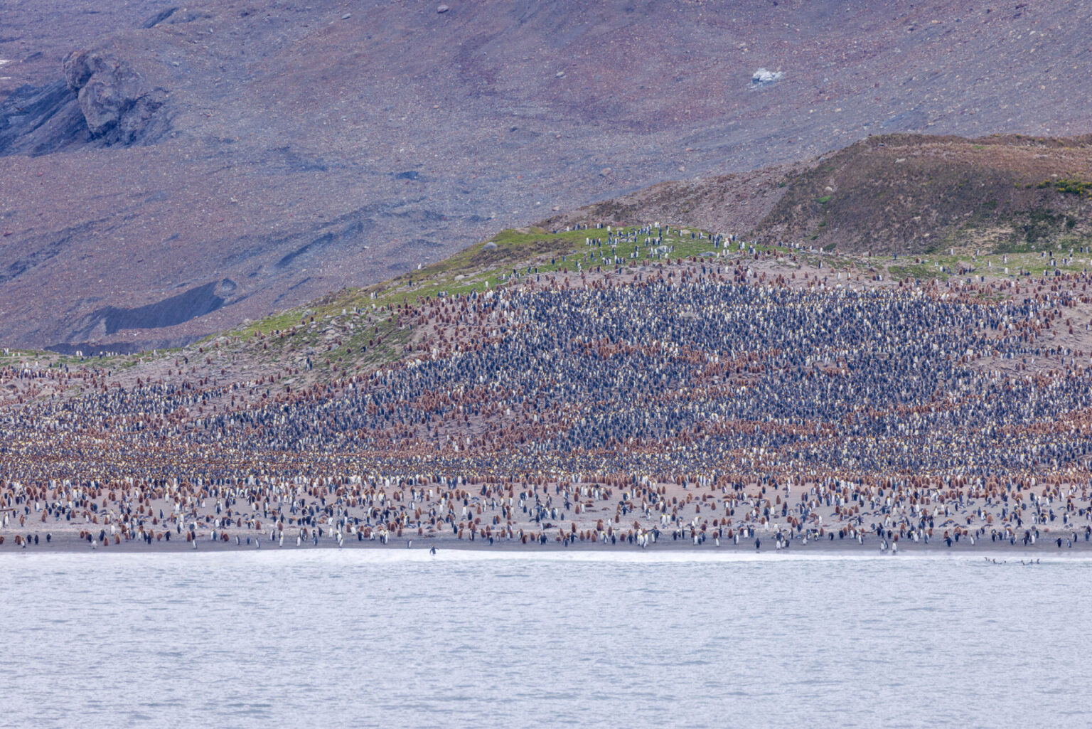 Penguins at St Andrews Bay